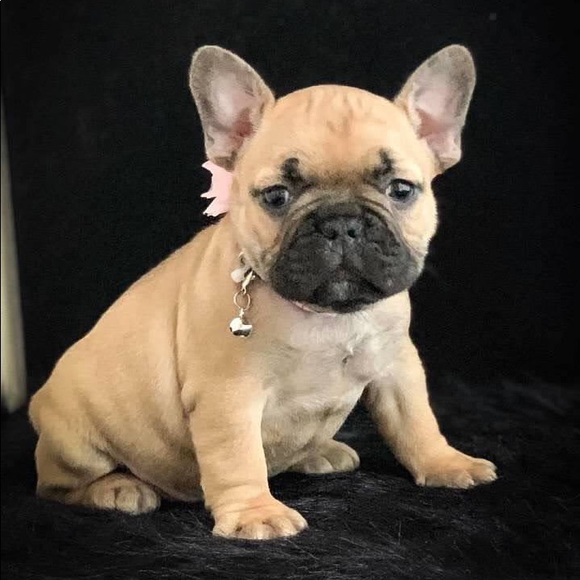 Meet your Posher, Sophie - Picture 1 of 1